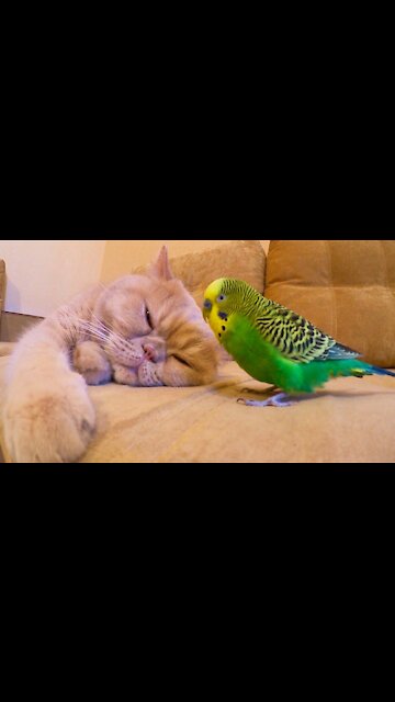 A parrot disturbs the cat