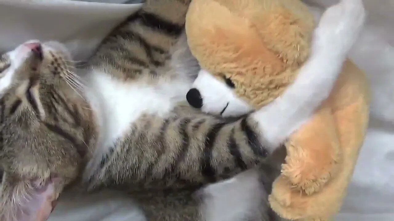 A Sweet Little Cat and His Teddy Bear