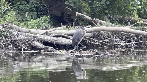 Great Blue Heron fledgling