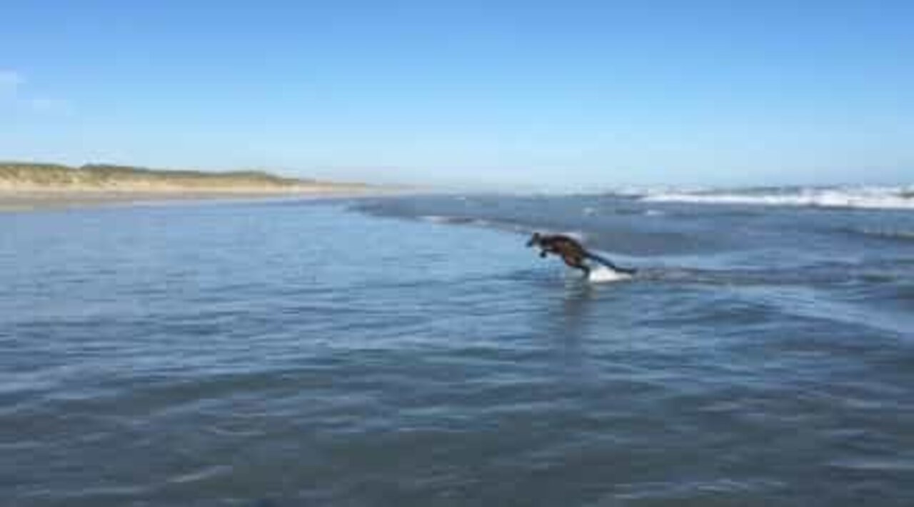 Urgullig wallaby badar på en strand i Australien