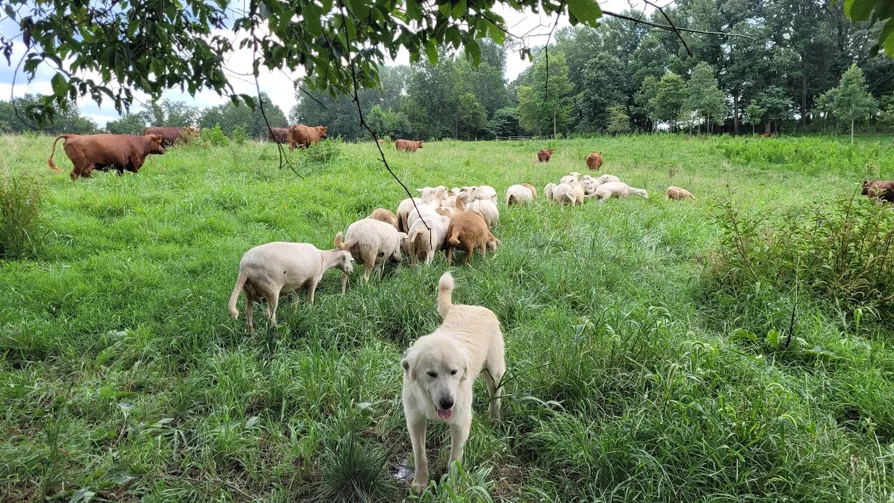 Virginia sheep starter flock auction starting August 18th!