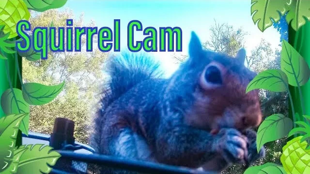 Squirrel Cam 5 with Bird Visitors