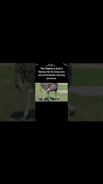 The ostrich has the largest eyes of any land animal #birds #shorts