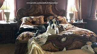 Great Dane has no interest in getting out of bed