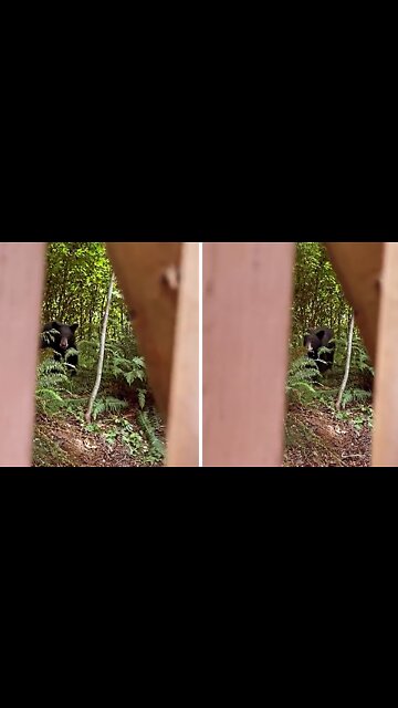 Woman has close encounter with bear in her own backyard
