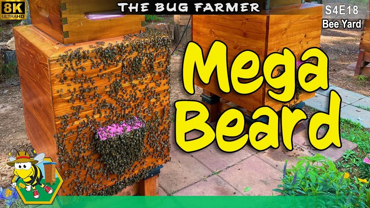 Mega Bearding | Everything is bigger in a Bee Barn #8K #beekeeping #insects