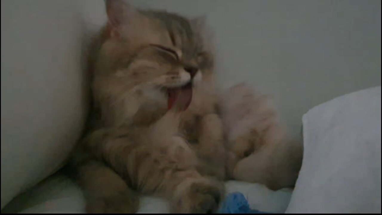 My cat is licking its fur.