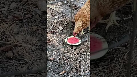 Chicken Treat on the 4th #independenceday #chicken