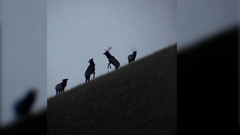 YOU NEVER SAW THIS! Bull elk fight!