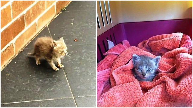 Abandoned And Covered In Ants, This Kitten Needed A Miracle To Survive