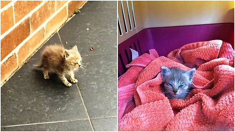 Abandoned And Covered In Ants, This Kitten Needed A Miracle To Survive
