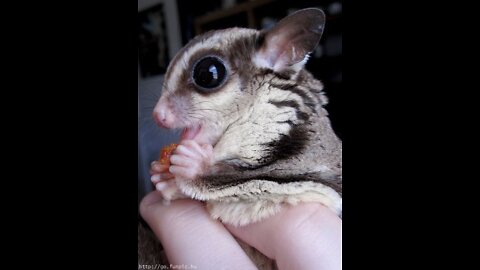 SUGAR GLIDERS Flying - Funny & Cute Compilation