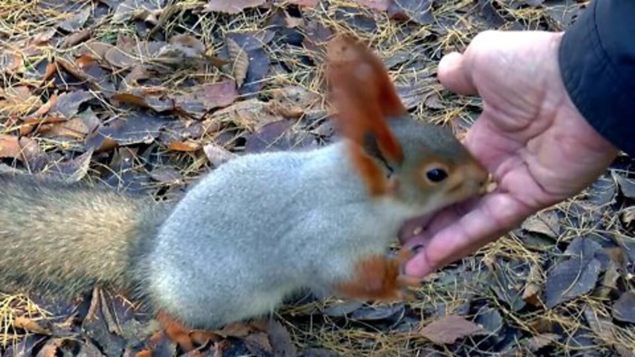 Sibera squirrel feeling animal love it