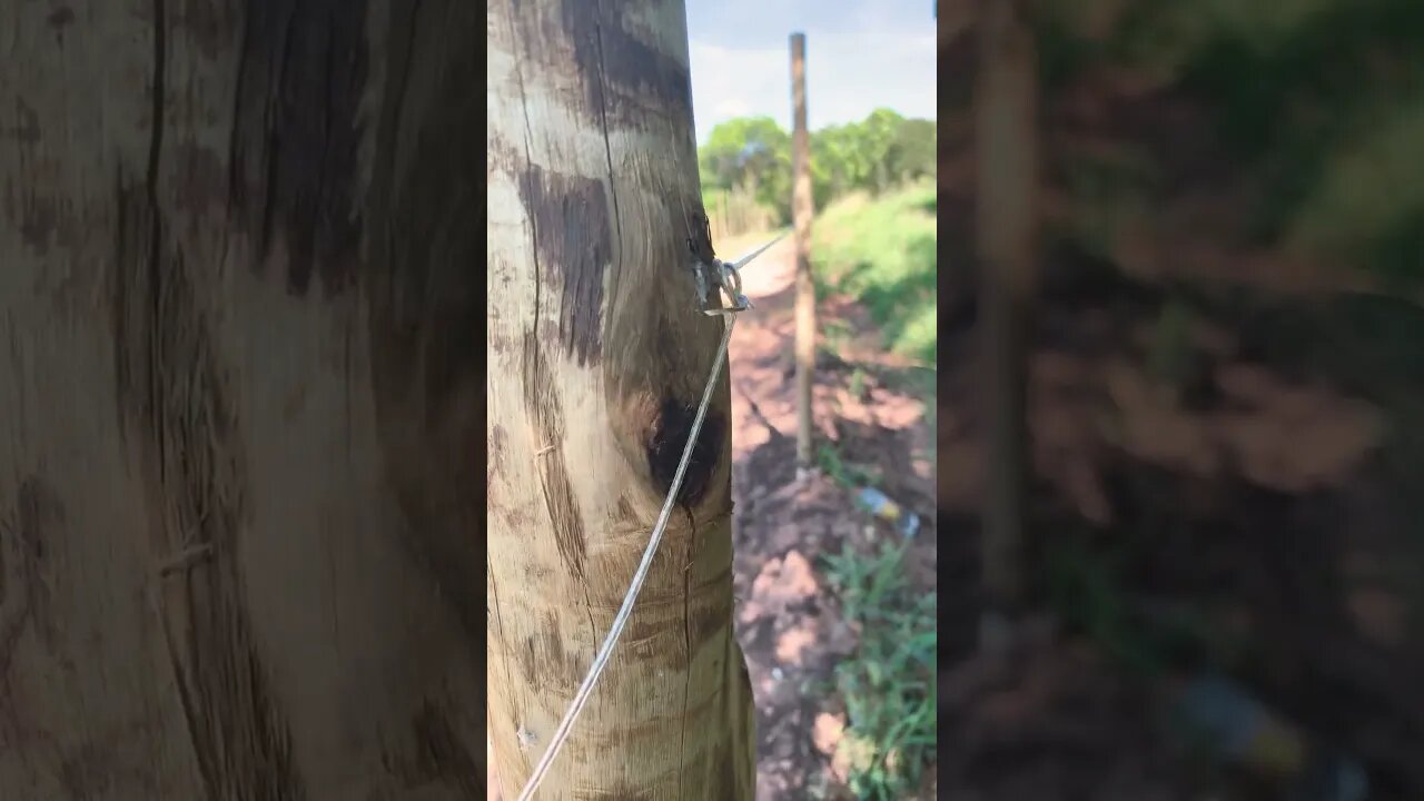 Colocando o cabo para sustentar os bambus #dragonfruits #pitayas #agriculture #farming