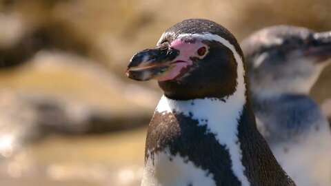 All the other animals, even other penguins, leave months before the Antarctic winter10