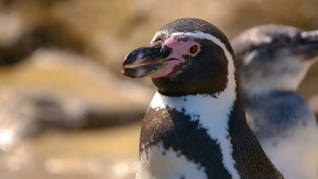 All the other animals, even other penguins, leave months before the Antarctic winter10