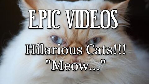 Hilarious Cats!!! - "Meow..."