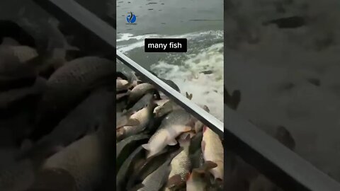 Amazing Fish Farming