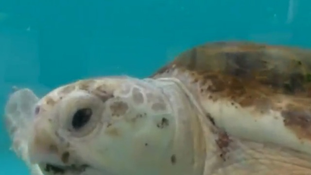 Dangerous surf impacting sea turtle nesting