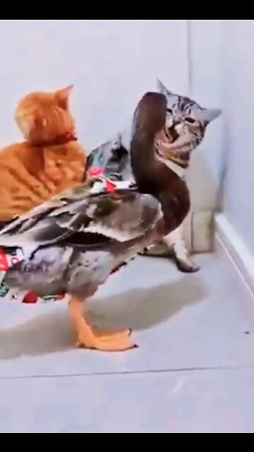 Cat vs Duck 🦆 2022 Funny Fighting 😂 #shorts #cats #ducks #funny