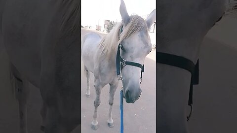 #horse #shortfeed #kuwaitcity #kuwaitnews #viralvideos #viral #viralvideo #viralshorts