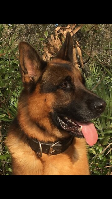 dog adult hilariously squeezes into puppy carrier