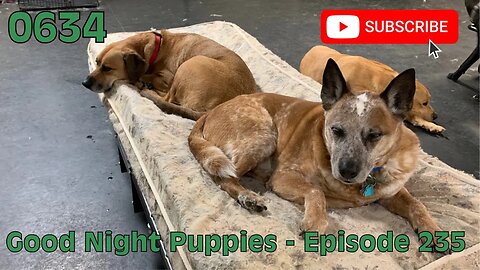 [0634] GOOD NIGHT PUPPIES - EPISODE 235 [#dogs #doggos #doggies #puppies #dogdaycare]