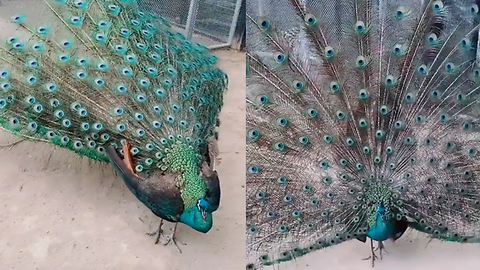 When peacock becomes happy