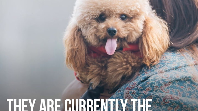 Everything You Need to Know About Poodles