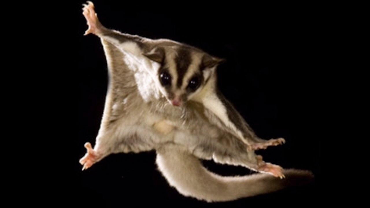 Funny & Cute Sugar Gliders Compilation 2021