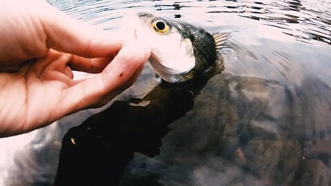 roostertail fishing