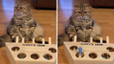 Cat Meme | Funny Cats And Cute Kittens 37