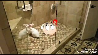 Strange Hoomin Bathing Spot (Hit the Mit 🥊, please)