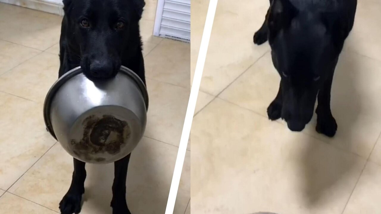 cute pet the dog happily ran to get the feeding tray