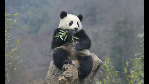 Panda eats lunch sitting on a log