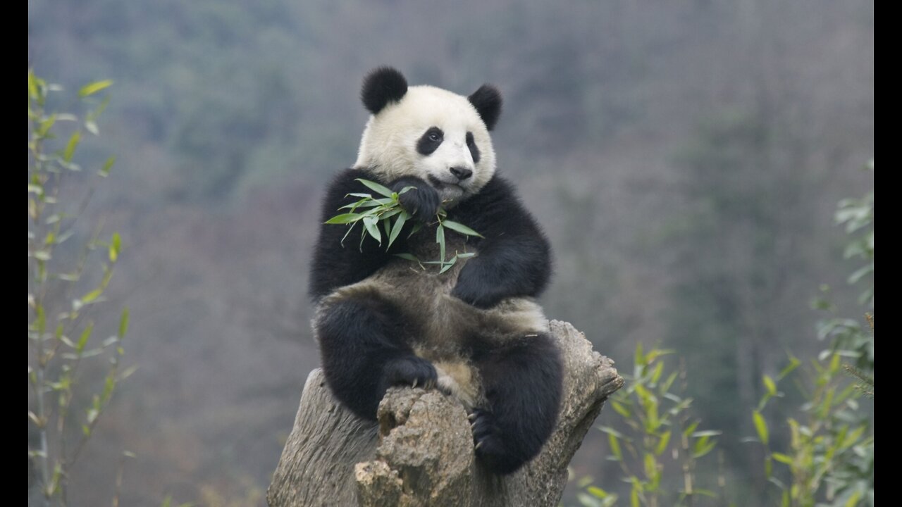 Panda eats lunch sitting on a log