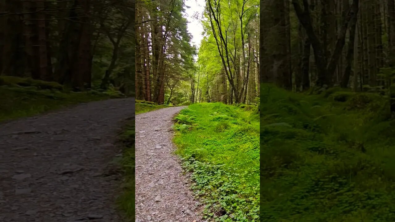 Staring into the Pine wood forest on The West Highland Way Scotland