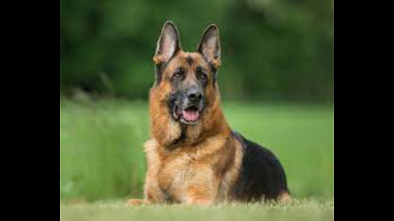 How To Make Dog Become Fully Aggressive With Few Simple Tips