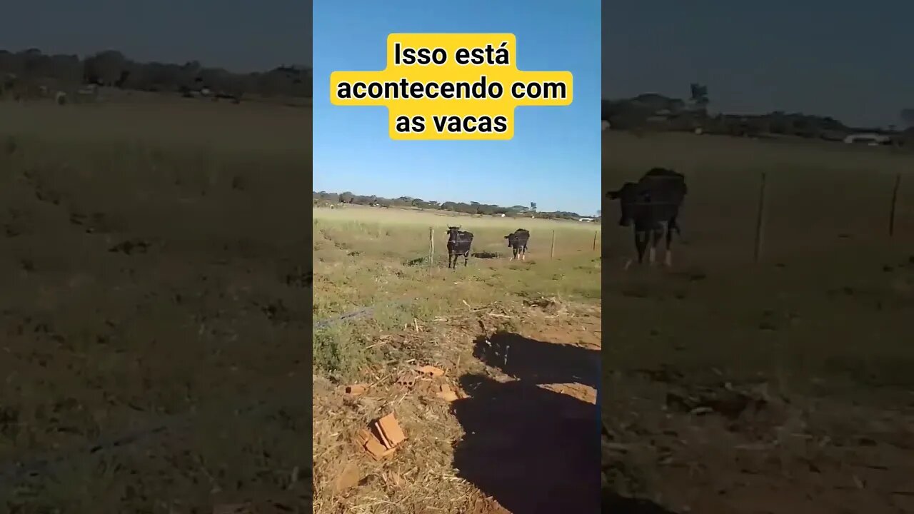 Seca está muito forte no Estado de são Paulo#shorts