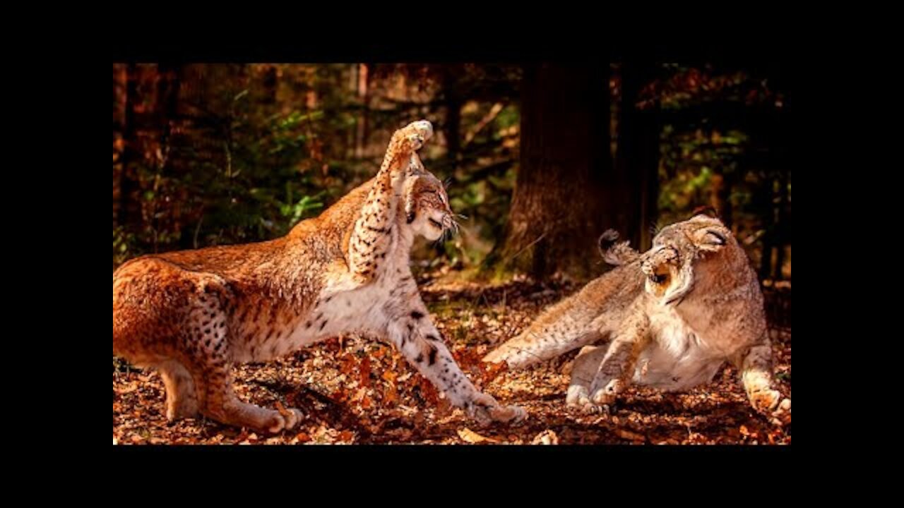 LINCE VS LINCE