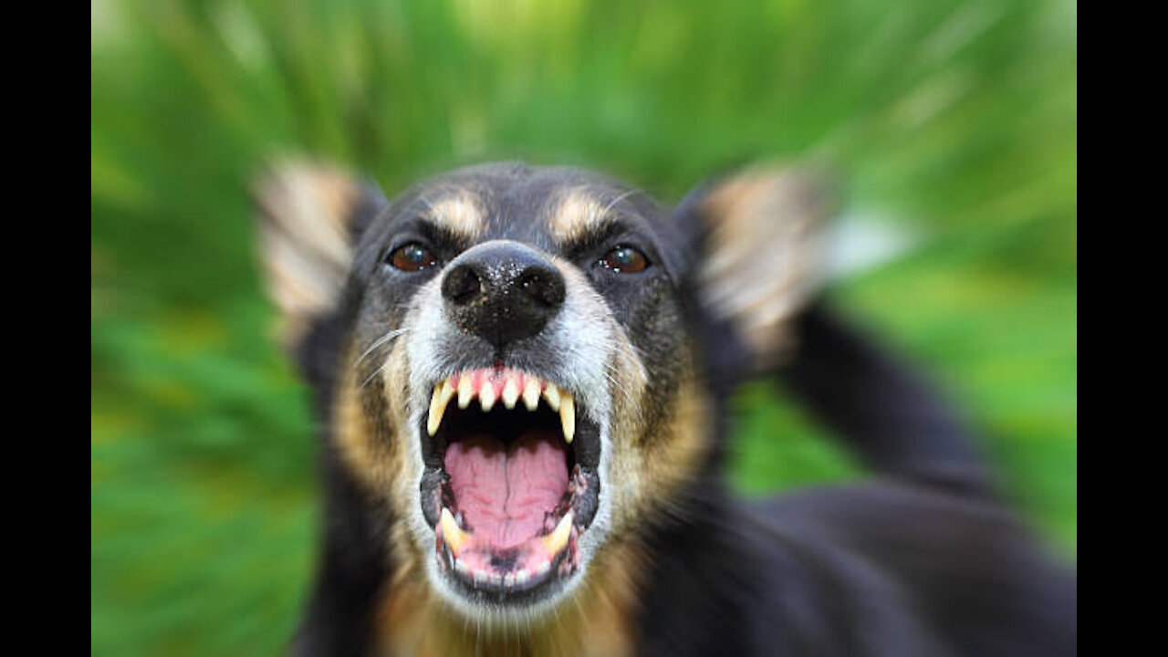 6 Aggressive Dog Training Tips (And What NOT to Do)