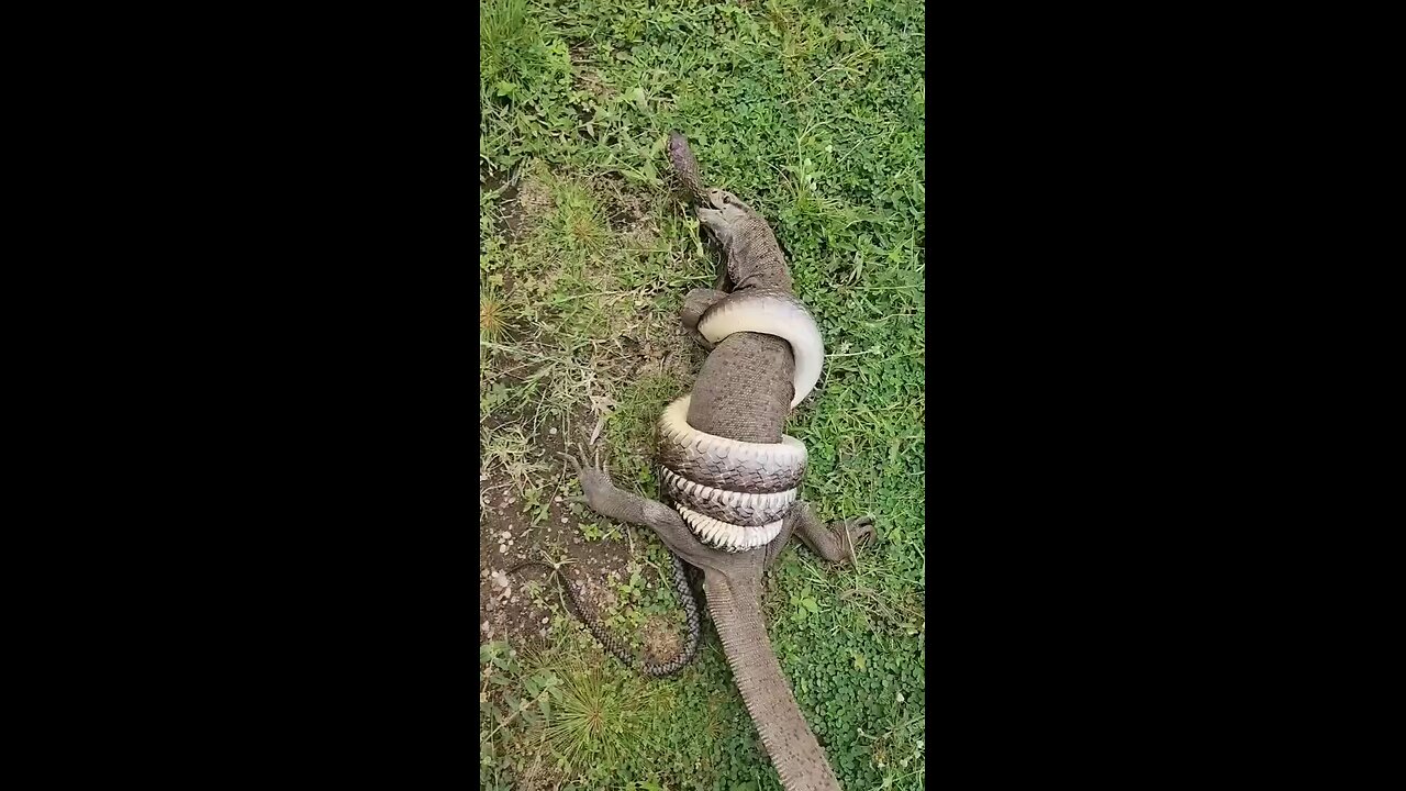 Reptiles Fight