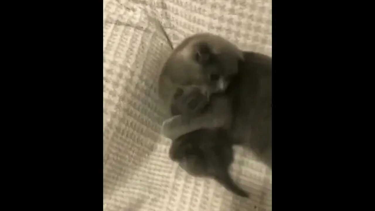 Cat Love kitten #Shorts #ytshorts #UbertainmentFun #Dogs #Animals #Fun