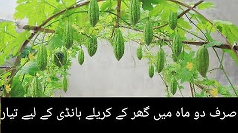 Gardening organic,gardening hacks,vegetables,bitter gourd is very easy to grow by Api ji k ideas