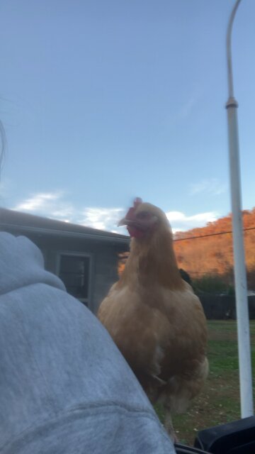 Backyard Chicken