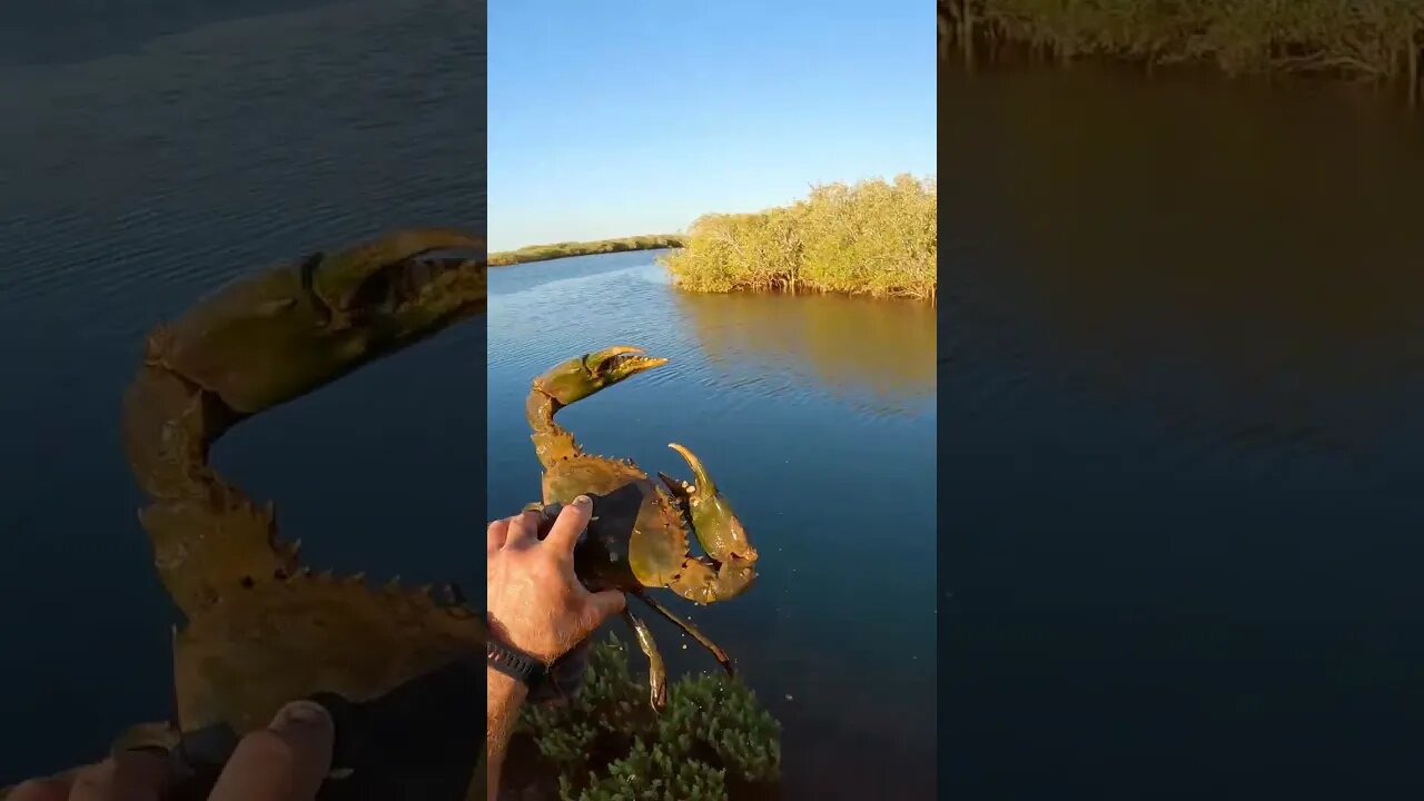 SIMPLE & EFFECTIVE WAY TO CATCH GIANT CRABS