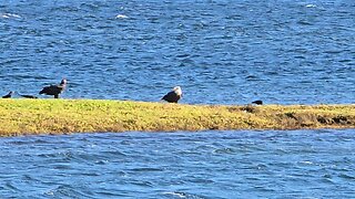 Eagles Eating on sunny fall day