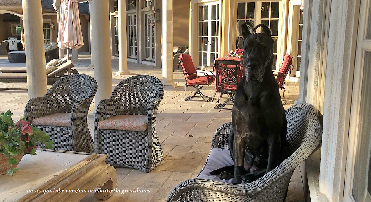 Regal Great Danes Relax Like The Peoples Do By The Pool