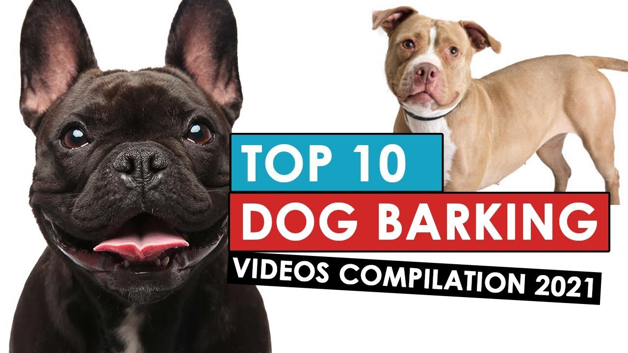 TOP 10 dog barking videos compilation