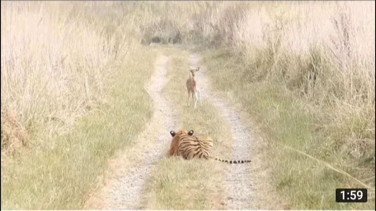 Young tiger stalk fwan corbet in parak